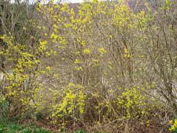 Pruning Forsythia Shrubs