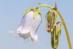 Der grad des giftgehaltes von campanula wird nach wie vor kontrovers diskutiert. Glockenblume Sind Sie Fur Kinder Giftig