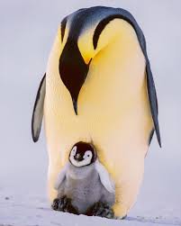 307 3 K Mentions J Aime 2 233 Commentaires National Geographic Natgeo Sur Instagram Quot Photo By Franslanting Sponsored Pet Birds Animals Penguins