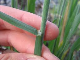 Image result for Holcus