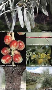 Russian olive tends to be a very small tree, with a highly branching form that is not conducive to large or straight logs. Russian Olive