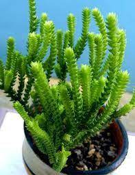 Plantas suculentas, plantas de cactus, plantas cactáceas, semilleros cactus, semillas de especies crasas. Resultado De Imagen Para Fotos Y Nombres De Cactus Y Suculentas Suculentas Minijardins Plantae