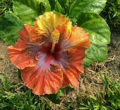 Hibiscus Autumn Leaves In Canada Hibiscus Plant Hibiscus Flowers Hibiscus