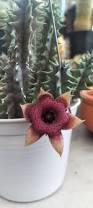 Image result for Huernia kirkii