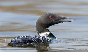 Birds Of Northern Illinois Birds In Northern Illinois Chromik Birds Photo Animals