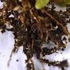Typically, lack of moisture is caused by general under. 1