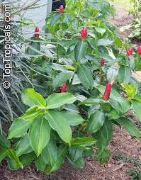 Image result for Costus