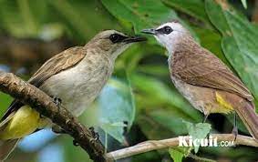 Perubahan warna pada bagian leher ini mulai terjadi ketika burung cucak ijo berusia 4 hingga 6 bulan. Newsletter Editor Burung Cucak Lumut Jantan Dan Betina Burung Cucak Lumut Jantan Dan Betina Cara Membuat Burung Cucak Rante Ranting Agar Menjadi Burung Yang Masih Memiliki