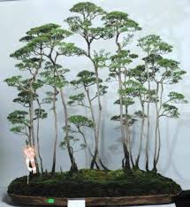 Di australia pokok tea tree telah ditanam secara besaran hingga keperingkat ladang. Pokok Cucur Atap Www Szakemberek Hu Kepuasan Pada Pokok Cucur Atap