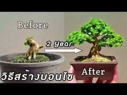 how to create a bonsai ว ธ สร างบอนไซด จบสร างเป น ต นบอนไซ บอนไซ จ ดสวน