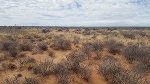 Image result for Phaeoptilum