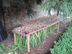 In order to save your onions for months, the curing and drying process most first take place. 13 Drying Onions Ideas Drying Onions Dehydrator Recipes Dehydrated Food