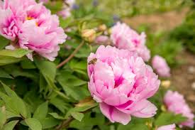 The color name charm pink first came into use in 1948. Pink Peony Varieties Selecting Pink Peony Flowers For The Garden