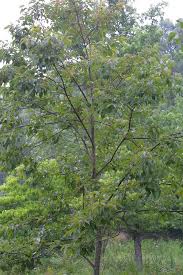Often, the leaves will curl or shrivel up. Diospyros Virginiana Common Persimmon Go Botany