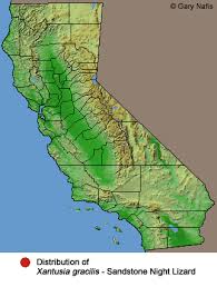 Image result for Dignathia gracilis