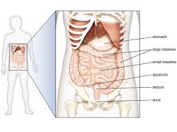 The stomach, situated at the top of the abdomen, normally holds just over 3 pints (about 1500 ml) of food from a single meal. Human Body Organs Systems Structure Diagram Facts Britannica