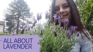 Check spelling or type a new query. Lavender Problems Why Is My Lavender Turning Brown How To Save Lavender Plant From Dying Youtube