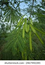 Image result for Leucaena