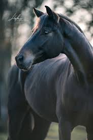 Black And Brown Horse Dunkelbraunes Pferd Im Portrait Pferde Fotografie Pferdefotografie Pferde