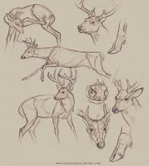 Tumblr I Ve Not Forgotten About You So Here S A Animal Sketches Animal Drawings Horse Drawings