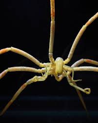 Image result for Pycnosphaera