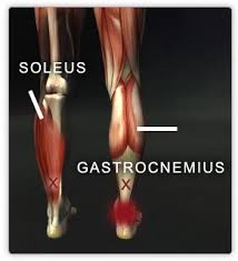 Standard anatomical position is the body orientation used when describing an organism's anatomy. Muscles Lower Body Real Bodywork
