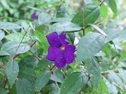 Image result for Thunbergia vogeliana