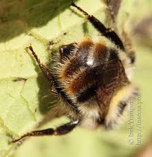 Image result for Bombus sylvarum