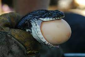 Image Result For Snake Eating Egg Snake Eating Eggs Eat