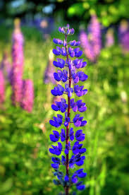 Lupine Photograph Purple Lupine Flower By Joann Vitali Lupine Flowers Purple Garden Purple Plants