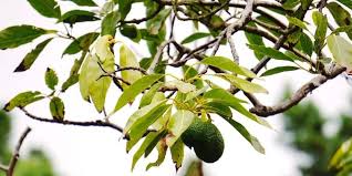 Over 1,960 avocado tree pictures to choose from, with no signup needed. Why Avocado Tree Leaves Turn Yellow And How To Fix It Couch To Homestead