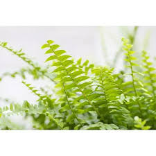 Image result for ledviník