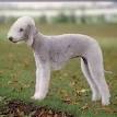 PuppyFind | Bedlington Terrier Puppies for Sale