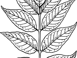 Guava Clipart Leaf Draw A Neem Leaf Png Download Full Size Clipart 2039578 Pinclipart Guava leaves, botanically classified as psidium guajava, are members of the myrtaceae, or myrtle guava leaves have been used in traditional eastern medicine since ancient times and have recently. guava clipart leaf draw a neem leaf