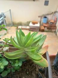 Image result for Crassula capitella