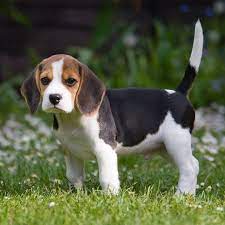 My Cute Beagle Puppy Louie Beagles Puppies Lovely Beagles Begal Puppies Baby Begals Beagles Beagles Beagles Louie Cute Beagles Begal Puppies Beagle Puppy
