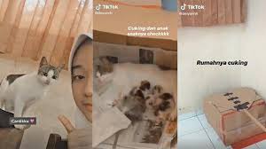 Kardus bekas yang agak tebal dengan ukuran menyesuaikan tubuh kucing. Viral Video Induk Kucing Dan Anak Anaknya Dipelihara Di Dalam Kelas Ini Cerita Lengkapnya Halaman All Tribunnews Com