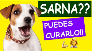 We did not find results for: Como Eliminar Las Pulgas De Mi Casa 100 Efectivo Youtube