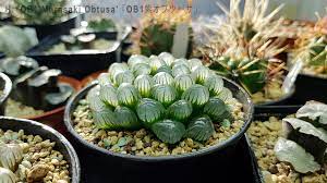 Do you have bad luck with plants because you keep forgetting to water them? Take A Look At My Glowing Dragon Eggs Succulents