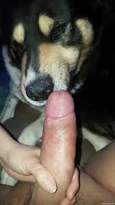 Dog licking a mans penis