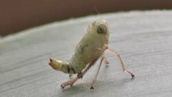 Image result for Elymandra lithophila