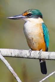 Kingfisher Kingfisher Bird Kingfisher Pet Birds