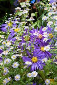 Pin By Doug Harrington On Gardening Ideas Tips Plants Flower Stock Photography Flowers
