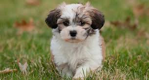 Welcome to shih tzu companion. Shichon Dog A Complete Guide To The Bichon Frise Shih Tzu Mix
