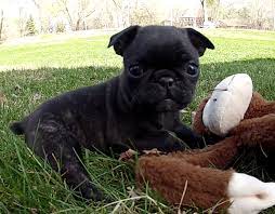 Pin By Chelsey Reynolds On Pups Bugg Puppies Puppies And Kitties Boston Terrier Pug