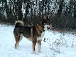 Image result for západosibiřská lajka