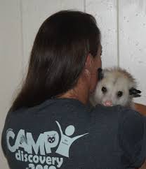 The reason is that these two fellas are completely different animals. Conservation Corner Possums Most Underappreciated Wildlife