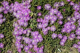 Image result for Delosperma mahonii