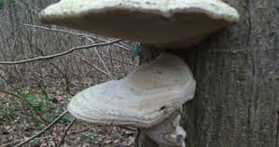 Voyageur Pseutrametes Famille Polyporaces Ou Encore Langue De Bœuf Aussi Amadou Langue De Boeuf