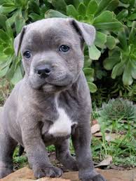 Blue Staffordshire Bull Terrier Puppy Bullterrier Welpe Terrier Hund Staffordshire Bullterrier